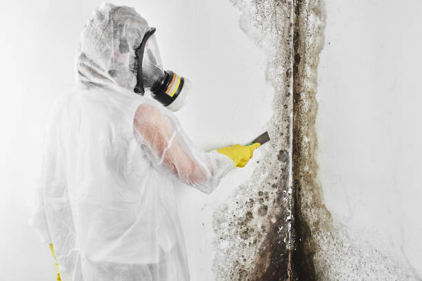 Home Mold Removal in Brandenburg, KY
